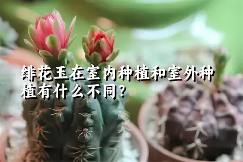 绯花玉在室内种植和室外种植有什么不同？