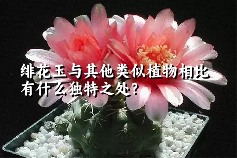 绯花玉与其他类似植物相比有什么独特之处？