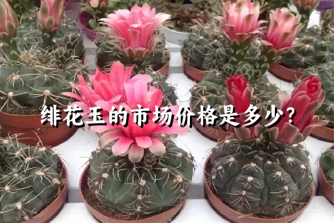 绯花玉的市场价格是多少？