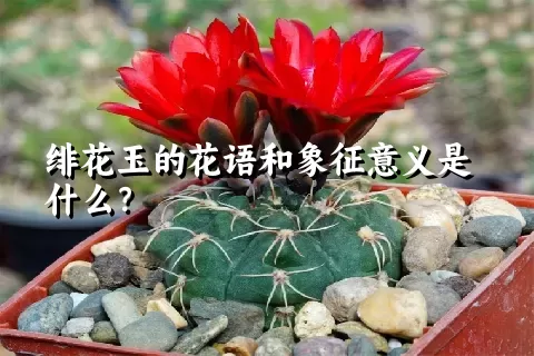 绯花玉的花语和象征意义是什么？