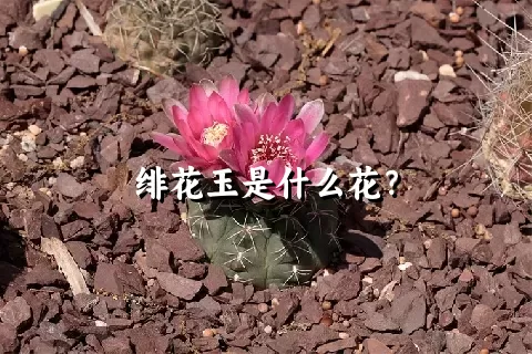 绯花玉是什么花？