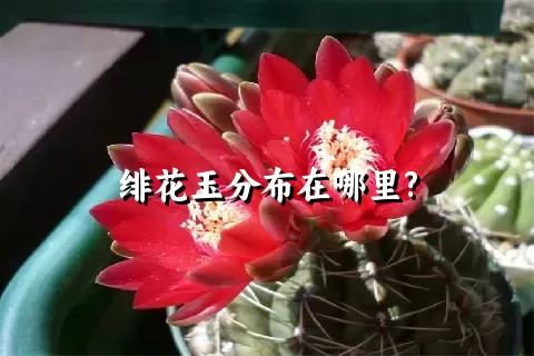 绯花玉分布在哪里?