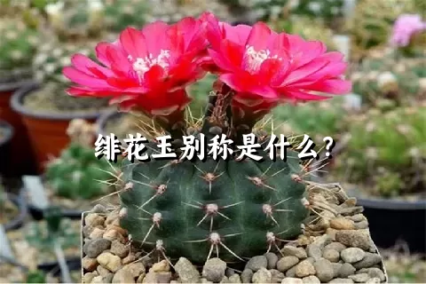 绯花玉别称是什么？