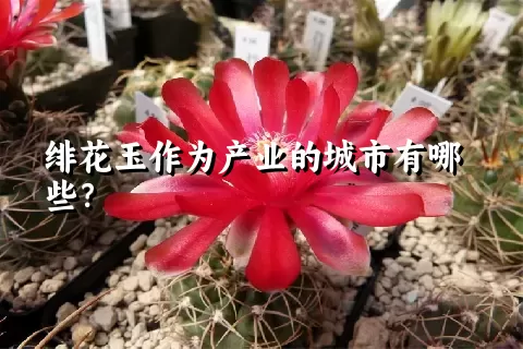 绯花玉作为产业的城市有哪些？