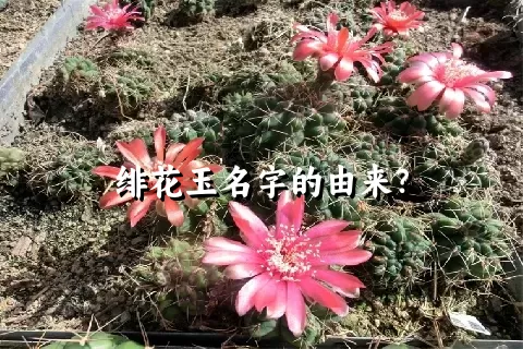 绯花玉名字的由来？