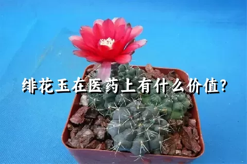 绯花玉在医药上有什么价值？