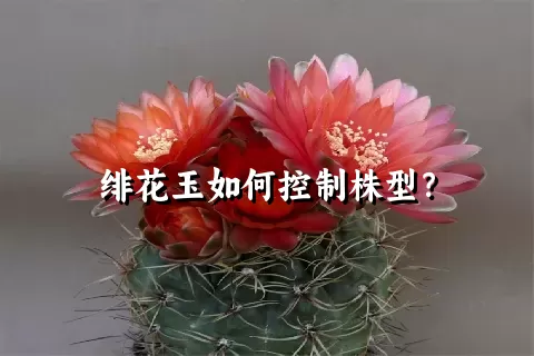 绯花玉如何控制株型？