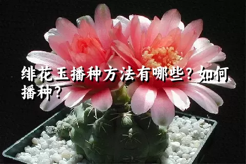 绯花玉播种方法有哪些？如何播种？