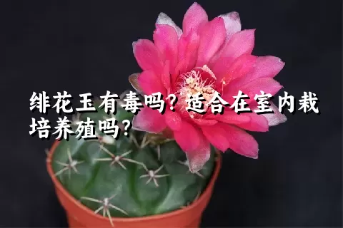 绯花玉有毒吗？适合在室内栽培养殖吗？