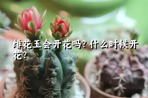 绯花玉会开花吗？什么时候开花？