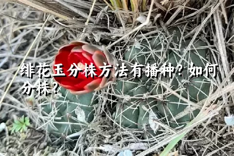 绯花玉分株方法有播种？如何分株？