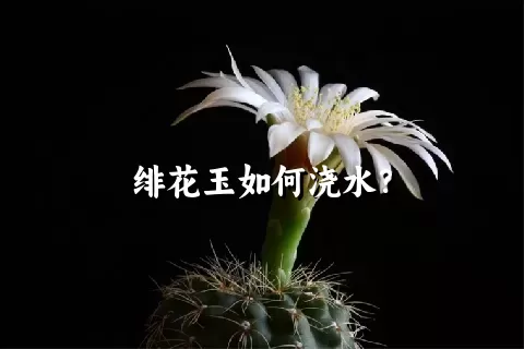 绯花玉如何浇水？