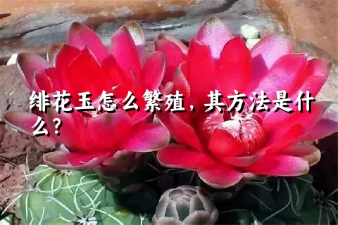 绯花玉怎么繁殖，其方法是什么？