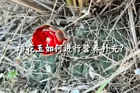 绯花玉如何进行营养补充？