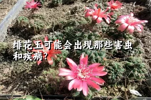 绯花玉可能会出现那些害虫和疾病？