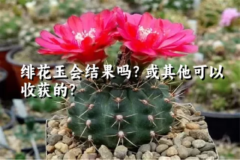 绯花玉会结果吗？或其他可以收获的？