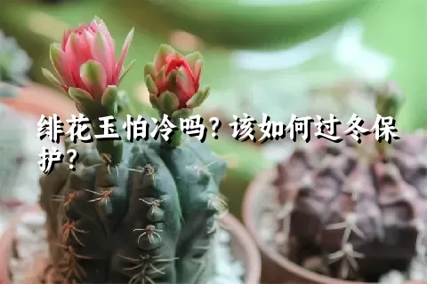 绯花玉怕冷吗？该如何过冬保护？