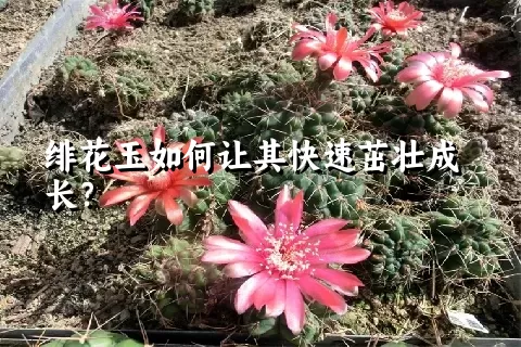 绯花玉如何让其快速茁壮成长？