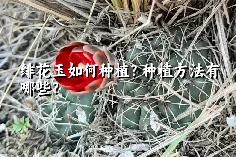 绯花玉如何种植？种植方法有哪些？