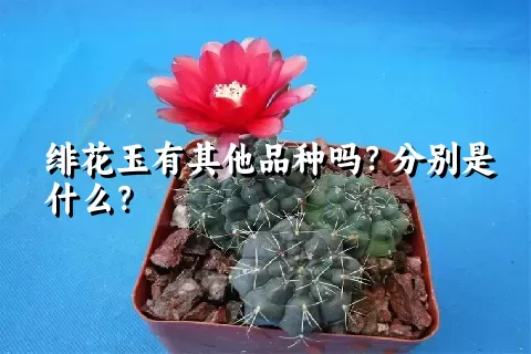 绯花玉有其他品种吗？分别是什么？