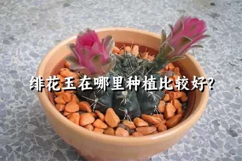 绯花玉在哪里种植比较好？