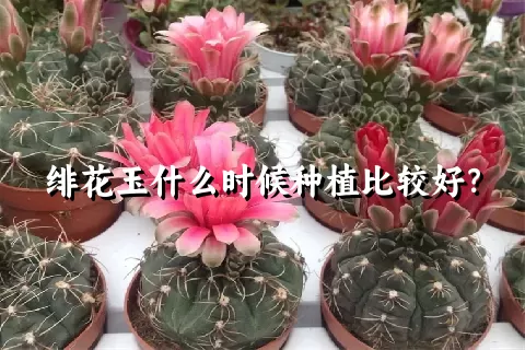 绯花玉什么时候种植比较好？