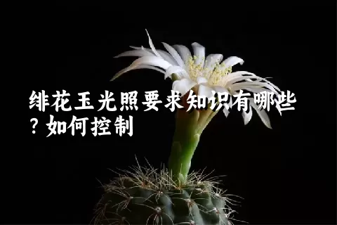 绯花玉光照要求知识有哪些？如何控制