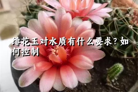 绯花玉对水质有什么要求？如何控制