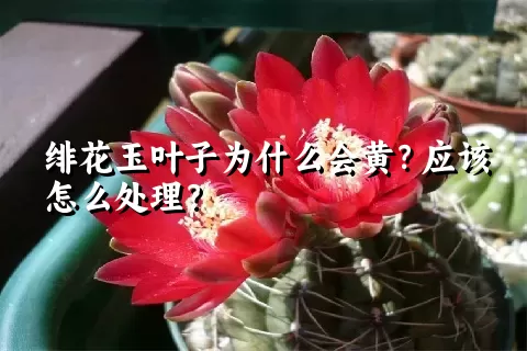 绯花玉叶子为什么会黄？应该怎么处理？