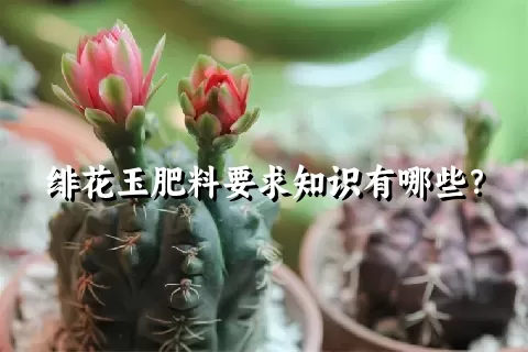 绯花玉肥料要求知识有哪些？