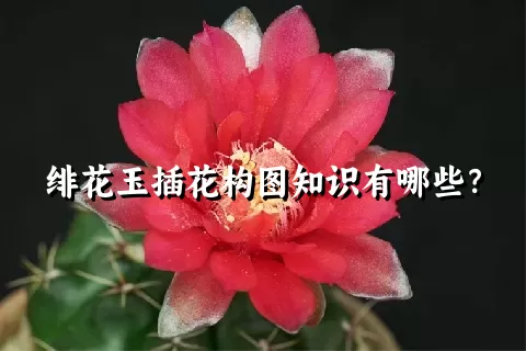 绯花玉插花构图知识有哪些？