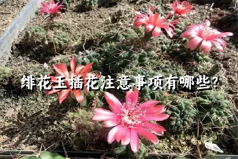 绯花玉插花注意事项有哪些？