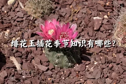 绯花玉插花季节知识有哪些？