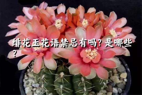 绯花玉花语禁忌有吗？是哪些？