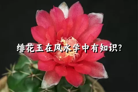 绯花玉在风水学中有知识？