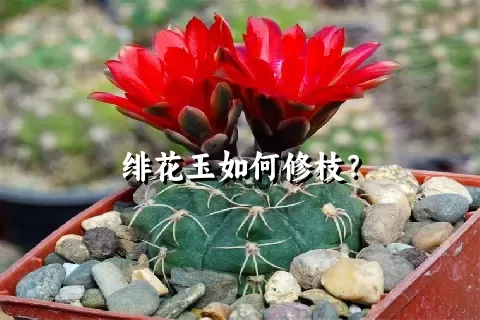 绯花玉如何修枝？