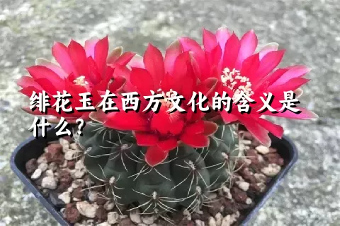 绯花玉在西方文化的含义是什么？