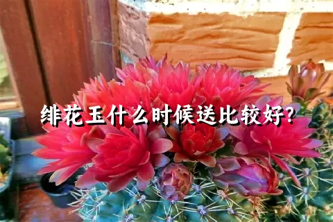 绯花玉什么时候送比较好？