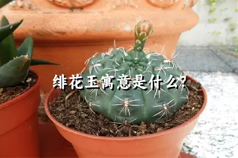 绯花玉寓意是什么？