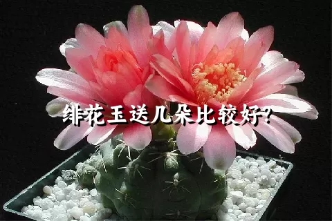 绯花玉送几朵比较好？