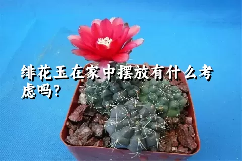 绯花玉在家中摆放有什么考虑吗？