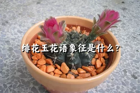 绯花玉花语象征是什么？