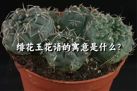 绯花玉花语的寓意是什么？