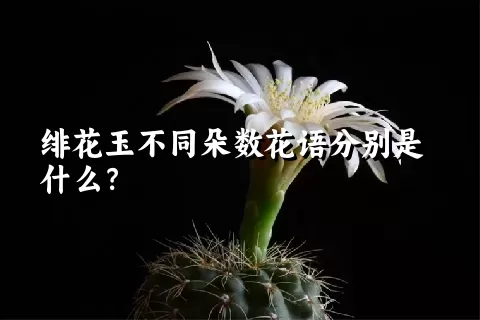 绯花玉不同朵数花语分别是什么？