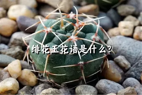 绯花玉花语是什么？