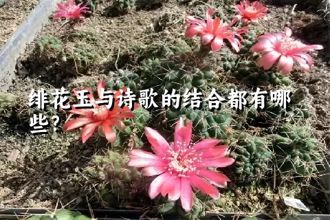 绯花玉与诗歌的结合都有哪些？