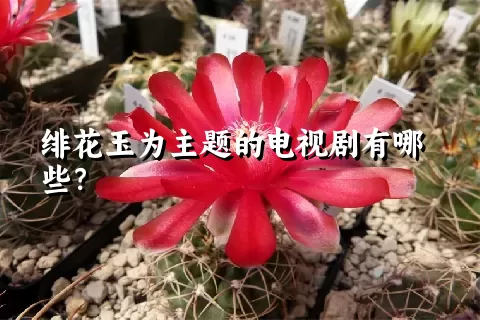 绯花玉为主题的电视剧有哪些？