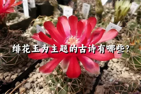 绯花玉为主题的古诗有哪些？