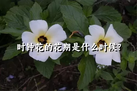 时钟花的花期是什么时候？