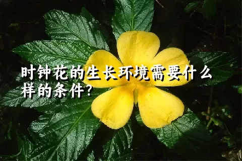 时钟花的生长环境需要什么样的条件？